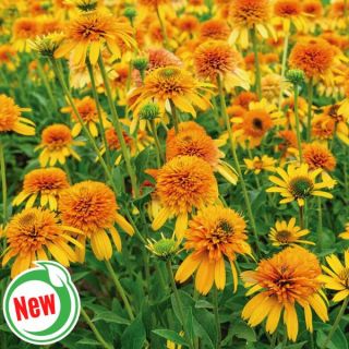 Rhymes with Orange Coneflower Thumbnail